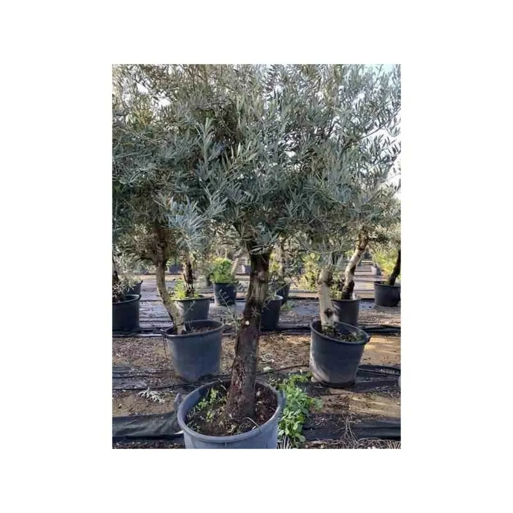 Olea europaea (oliviers) gros sujets périmètre de tronc 40/50cm - 170/220cm