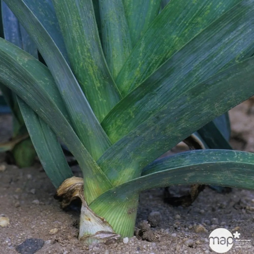 Plant de poireau 'Bleu de Solaise' : pot de 1 litre